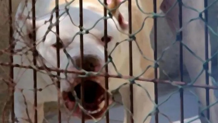 Sivas'ta Pitbull dehşeti! 1'i çocuk 2 kişi yaralandı