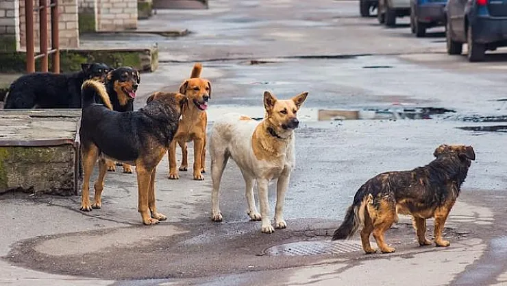 Sokak Köpekleri Isırdı ! Devletten 5 Bin TL Tazminat Aldı