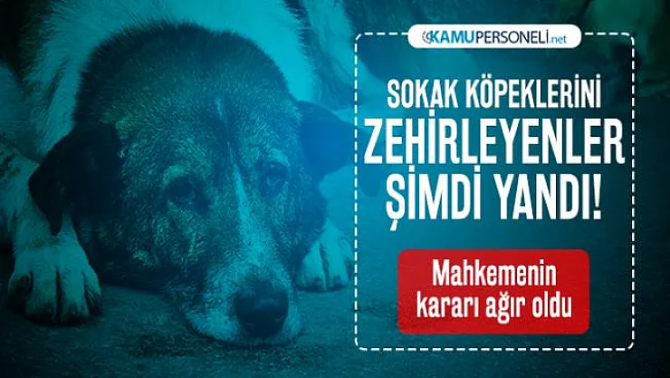 Sokak köpeklerini zehirleyenler şimdi yandı! Mahkemenin kararı ağır oldu