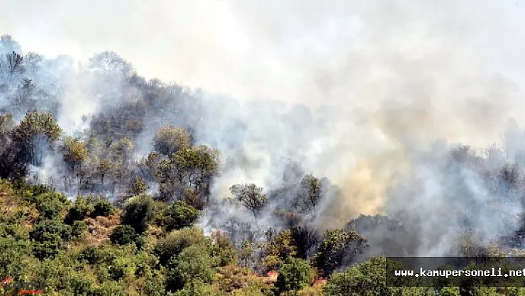 Son Dakika: Bodrum'da Çıkan Yangın Kontrol Altına Alındı