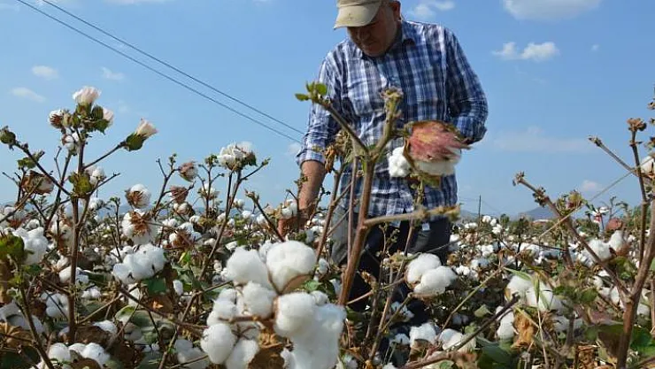 Tarım ve Orman Bakanlığı'ndan çiftçilere güzel haber! Pamuk, ayçiçeği ve çiğ süt destek ödemeleri bayramdan önce yapılacak