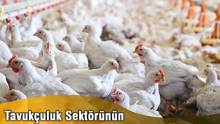 Tavukçuluk sektörünün ekonomi açıdan değeri
