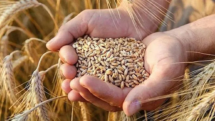 TMO Buğday ve Alım Prim Desteği İçin Tarih Uzatıldı! Tarım Faaliyetlerinde Bulunanlar Destek İçin Başvuruda Bulunabilecek!