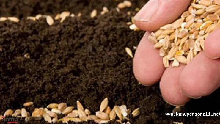 Tohum Üreticilerine Müjdeli Haber Tarımsal Araştırma Enstitüsünden Geldi