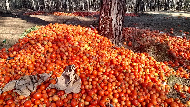 Tonlarca domatesi ormana döktüler!