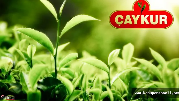Trabzon Çay İşletmeleri Genel Müdürlüğü Eski Hükümlü Personel Alımı