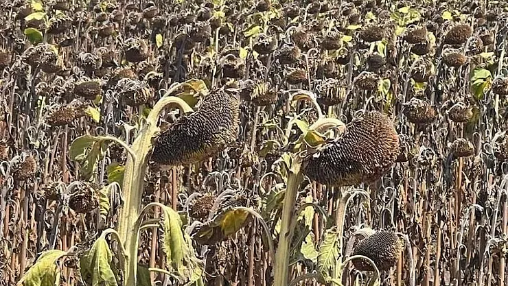 Trakya'da Tohum Krizi: Ayçiçekleri Baş Vermiyor, Fiyatlar Artıyor