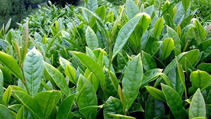 Türk Çayı 2018 Yılını Rekorla Tamamladı!