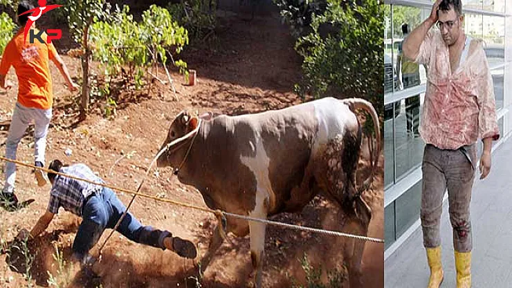 Türkiye Geneli İllere Göre Acemi Kasap Bilançosu ! Binlerce Kişi...