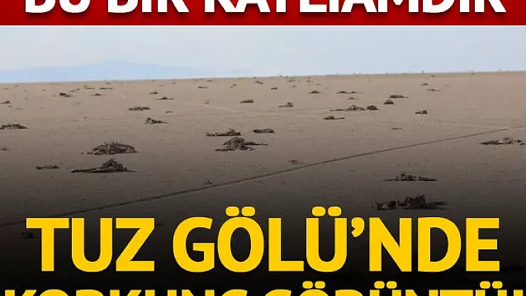 Tuz Gölü'nde yüzlerce flamingo yavrusu öldü! Valilikten açıklama geldi!