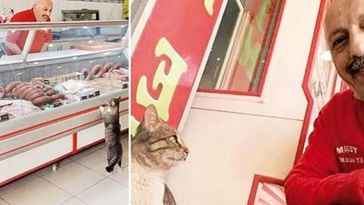 Ünü Dünyaya Yayılan Kedi Yeşim'den Üzücü Haber! Kedi Yeşim Öldü!