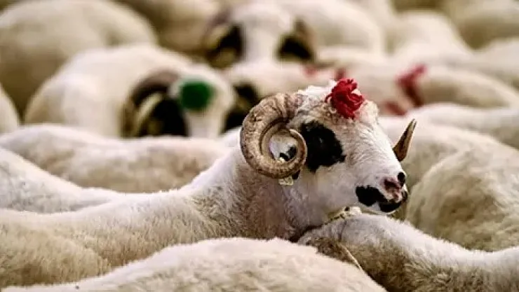 Uzmanlardan Kurbanlık Uyarısı! Küpesiz ve Belgesiz Hayvan Almayın