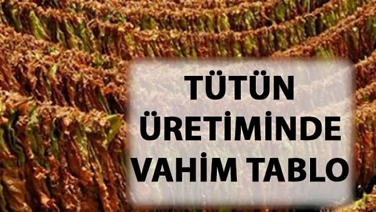Yerli tütün kullanım oranı yüzde 42'den 12'ye düştü