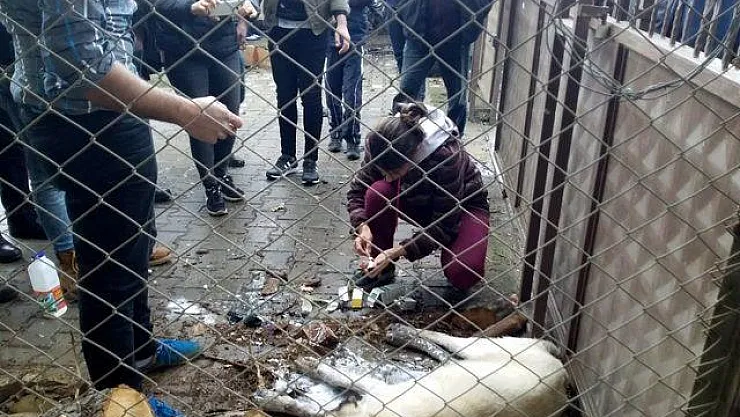 Zehirlenen iki köpek çevredekilerin duyarlılığı sayesinde kurtuldu
