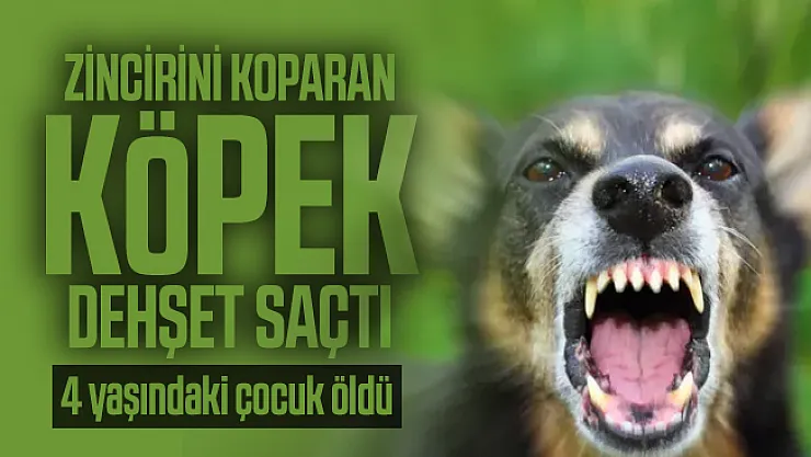 Zincirini koparan köpek Kırşehir'de dehşet saçtı: 4 yaşındaki çocuk öldü!