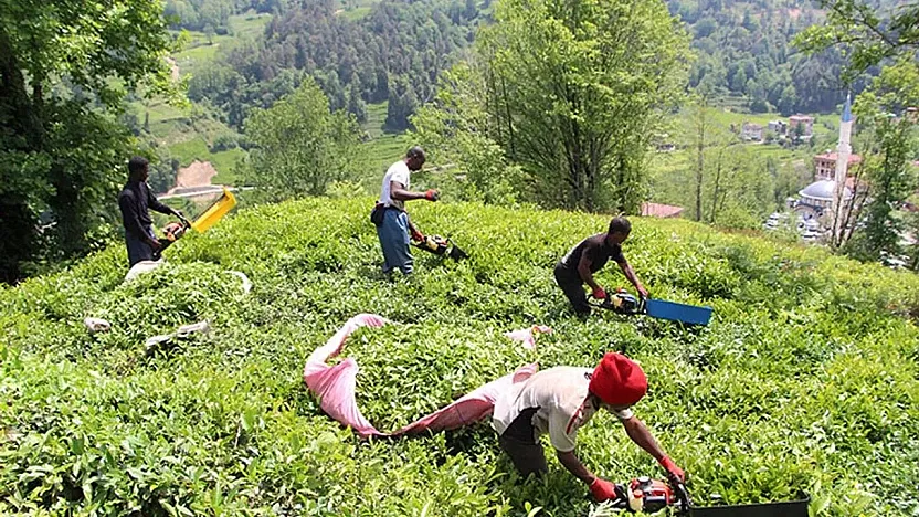 ÇAYKUR 1500 Mevsimlik İşçi Alımı yapacak, başvurular başladı