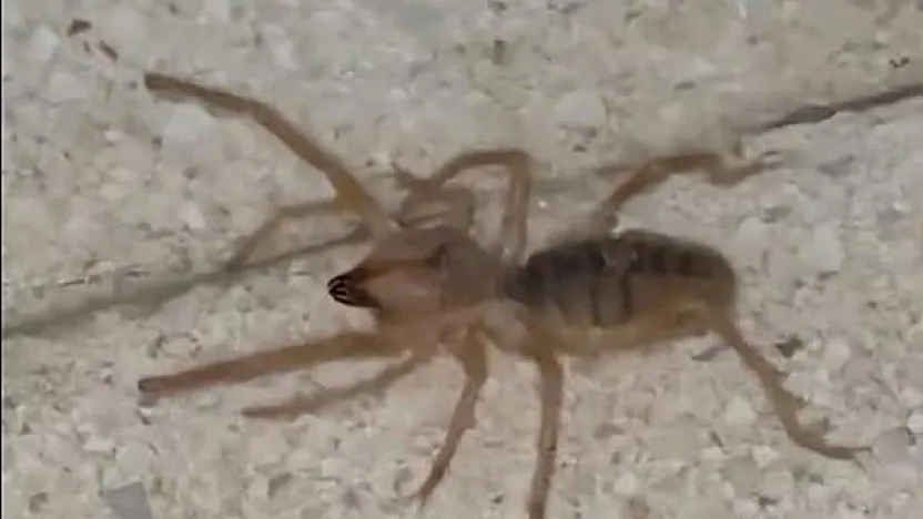 Havalar Isındı, Tehlike Ortaya Çıktı! Etle Beslenen Zehirli Sarıkız Örümceği Korkutuyor